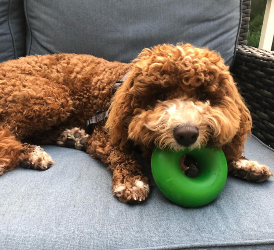 The Goughnuts GREEN RING tyggeleke