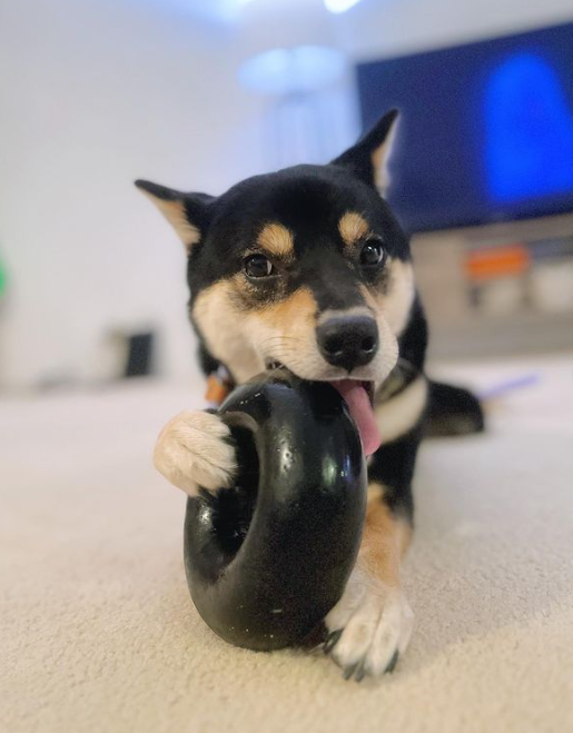 The Goughnuts BLACK RING tyggeleke - power chewer