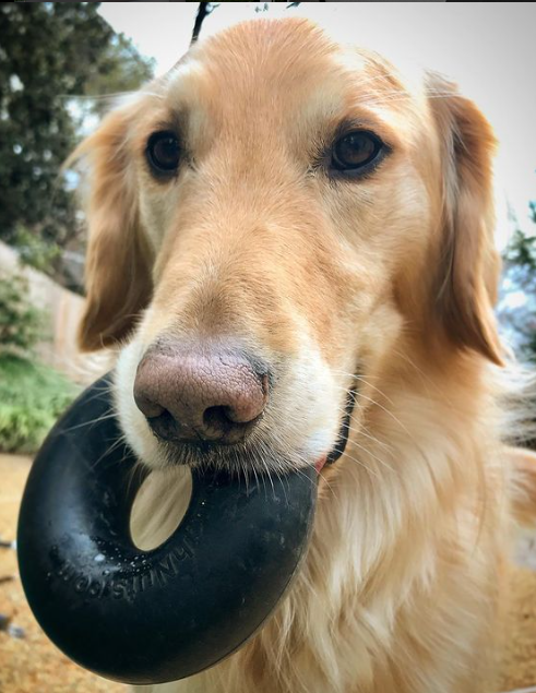 The Goughnuts BLACK RING tyggeleke - power chewer