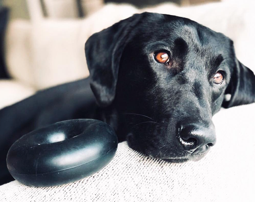 The Goughnuts BLACK RING tyggeleke - power chewer