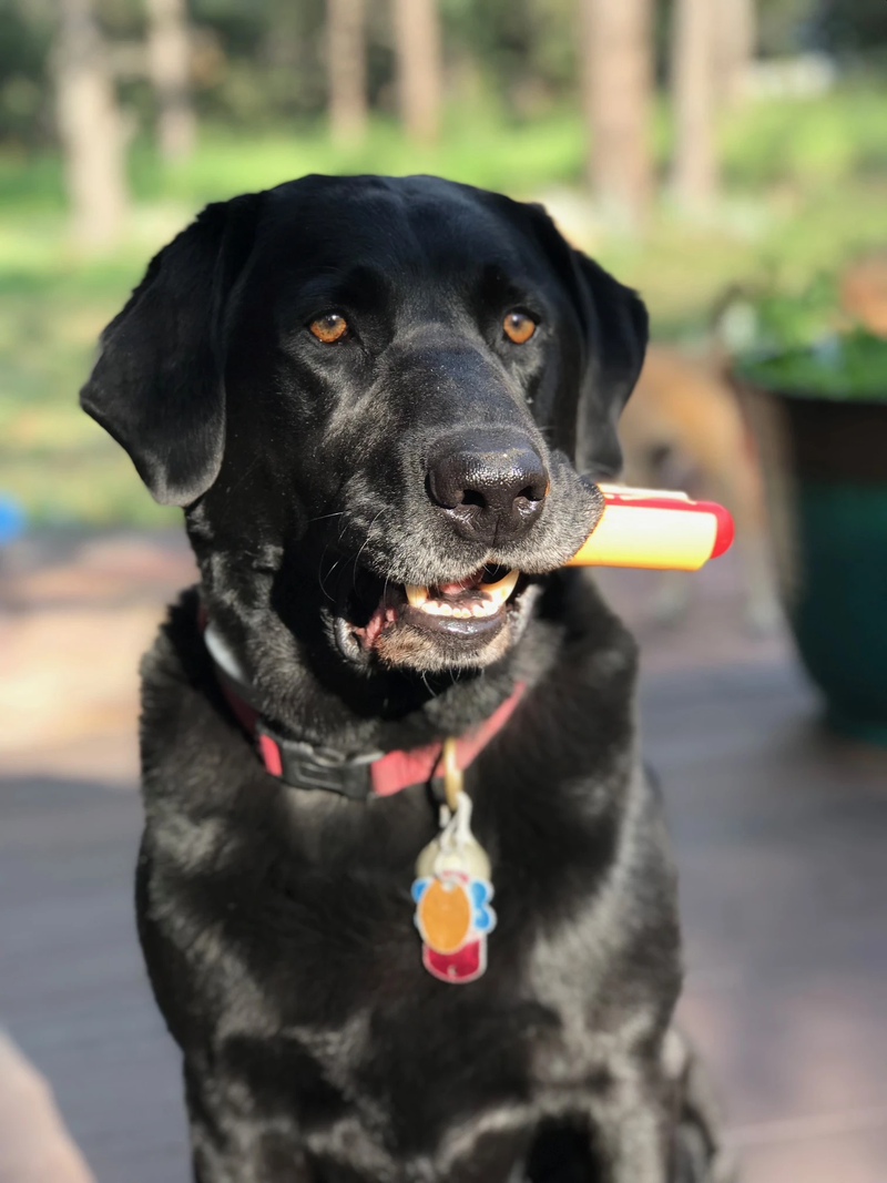 HOT DOG chewing toy