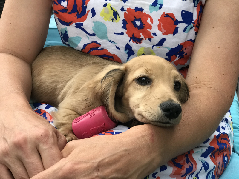 PUPPY CAN TOY Activity Toy